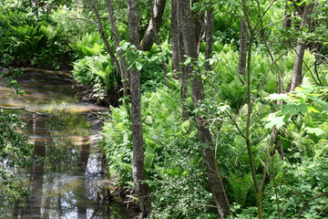 Sunny day of the beginning of summer. Young green ferns and a nettle grow in a large number under alder trees. Nearby the stream proceeds.