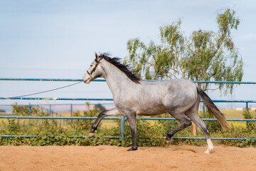 spanish horse