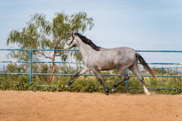 spanish horse