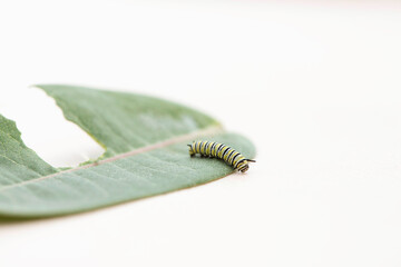 Monarch Caterpillar Baby
