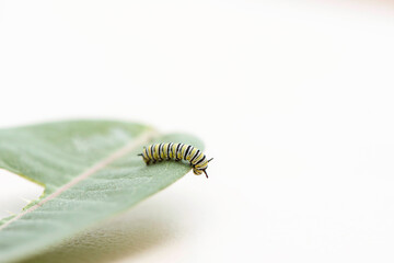 Monarch Caterpillar Baby
