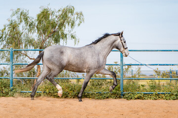 spanish horse
