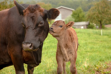 The cow and the baby calf are standing in the pasture, the calf is kissing its mother cow. - obrazy, fototapety, plakaty