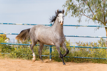 spanish horse