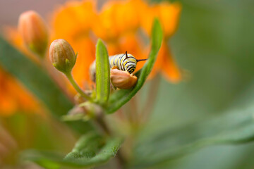 Monarch Caterpillar eating
