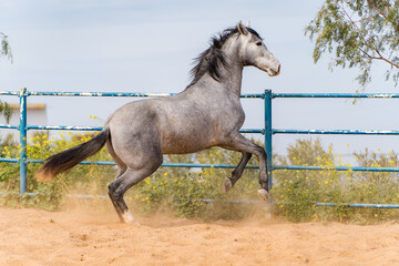 spanish horse