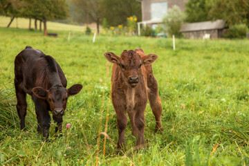 Two cute little calves spend time together in the pasture. - obrazy, fototapety, plakaty