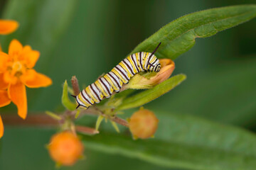 Monarch Caterpillar eating
