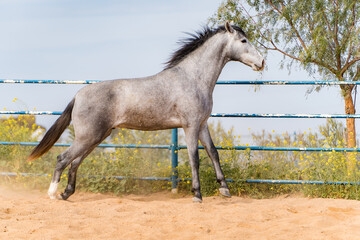 spanish horse