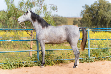 spanish horse