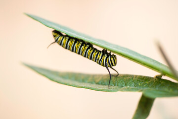 Monarch Caterpillar
