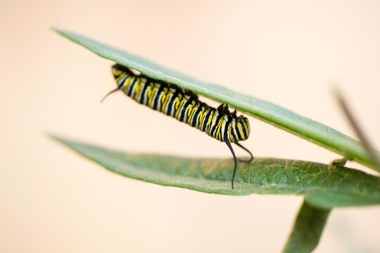 Monarch Caterpillar
