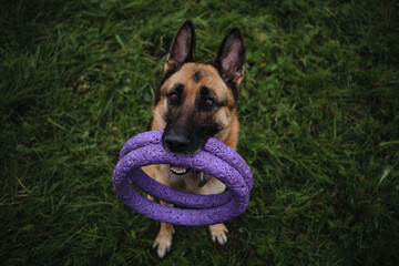 Charming cute fluffy purebred four-legged human friend. German Shepherd sits in green grass and holds two toy rings in teeth. Dog calls to walk with and play in park.