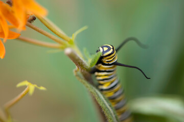 monarch caterpillar