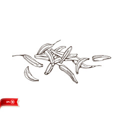 Obraz premium Hand drawn cumin seeds isolated on white background. Vector sketch for poster, web design, banner, card, flyer, icon, logo or badge.