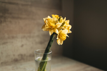 Yellow daffodils in a glass of water. Still life. Daylight. High quality photo