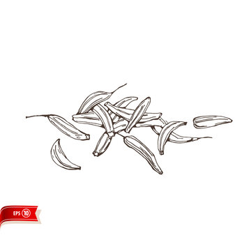 Hand drawn cumin seeds isolated on white background. Vector sketch for poster, web design, banner, card, flyer, icon, logo or badge.