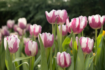 Delicate white and pink tulips. background, texture. Spring postcard