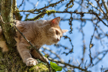 Kleine Katze klettert auf Baum - obrazy, fototapety, plakaty