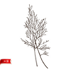 Hand drawn bunch of crisp dill leaves isolated on white background. Vector sketch for poster, web design, banner, card, flyer, icon, logo or badge.