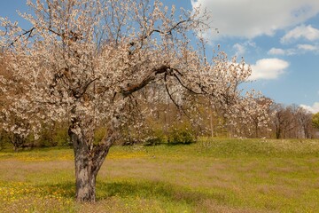 Blooming apple tree in the orchard, white flowers on the branches, grass and yellow flowers...