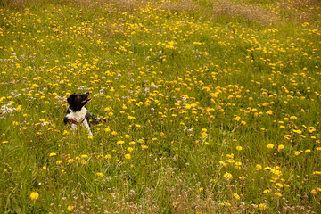 A border collie is resting in a beautiful meadow among the yellow flowers of the dandelion, Taraxacum officinale, on a sunny day. - obrazy, fototapety, plakaty