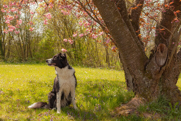 On a sunny spring day A black and white Border Collie is sitting in a meadow among colorful flowers, next to a blooming tree. Spring pink flowers on tree branches.