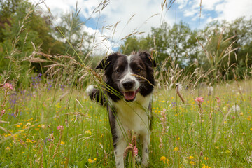 A beautiful black and white border collie dog is playing among the grass and colorful flowers in the meadow.