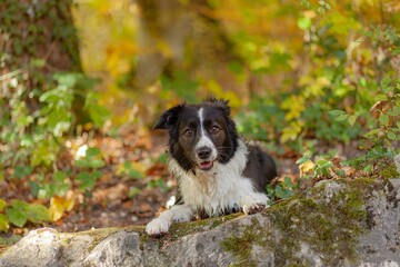 Portrait of a beautiful Border Collie dog in the forest on a sunny day.
