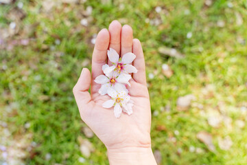 High angle view of hand holding blossom almond trees leaves in springtime. Horizontal view of unrecognizable person holding white almond tree flowers isolated in green background. Flowers and spring.