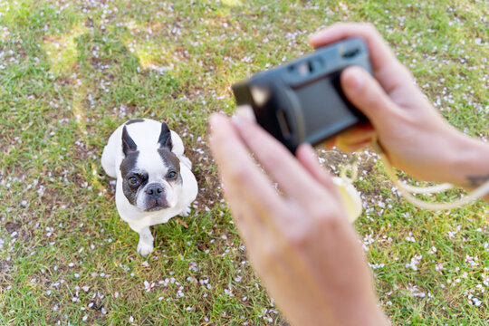 Low angle view of unrecognizable person taking a picture of dog in the park. Horizontal top view of french bulldog posing sit for snapshot photography. Animals and people lifestyle.
