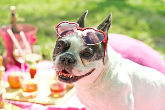 Horizontal image of french bulldog with funny glasses on party outdoors. Front portrait of black and white small dog wearing red heart glasses on a spring picnic. Animals lifestyle outdoors.