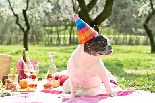 Horizontal cropped image of french bulldog on birthday party outdoors. Side portrait of black and white small dog wearing a birthday hat on a spring picnic. Animals lifestyle outdoors.