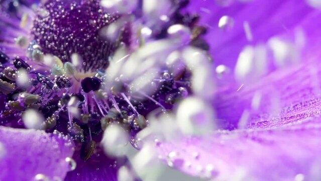 A bright purple flower in the water. Stock footage. Large flower petals wrapped in water on which there are many drops in macro photography.