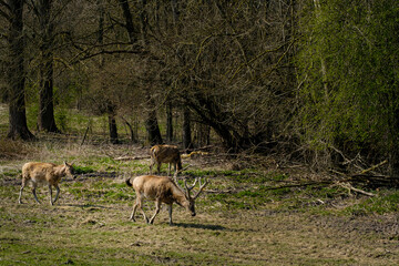 Natuurpark Lelystad