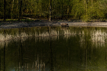 Wild zwijn || Wild boar in forest habitat