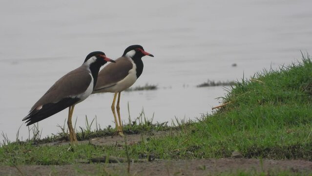 Pair fof Red-wattled lapwing Birds Singing