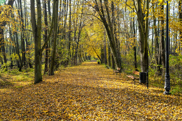 Obraz premium Path in the park in autumn. The path is covered with leaves on a sunny day.
