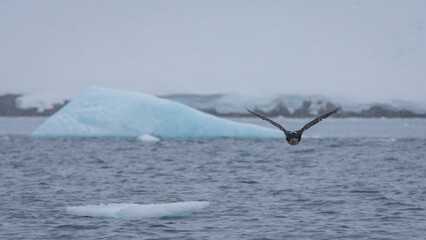 Ein Kormoran fliegt über das eisige Südpolarmeer der Antarktis, vorbei an großen Eisbergen und...