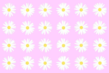 Pattern and set of daisies on pink background	