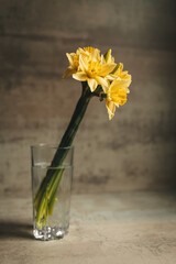 Yellow daffodils in a glass of water. Still life. Daylight. High quality photo
