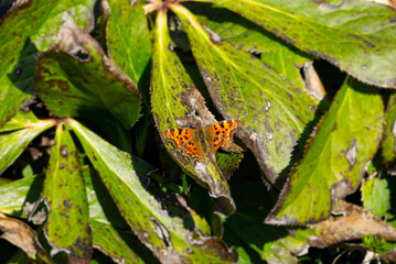Comma butterfly (Polygonia c-album) sitting on a green plant in Zurich, Switzerland