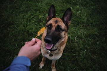Dog sits in green grass in park and smiles with tongue sticking out and looks attentively. Hold one autumn yellow leaf in hand and show it to German Shepherd.