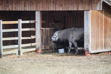 A white pony eats a hay on a farm under a shelter