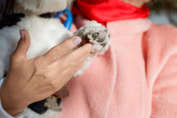 Dog paw takes woman hand. Senior woman holding her puppy.