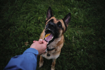 Hold one autumn yellow leaf in hand and show it to German Shepherd. The dog is sitting in green grass in park and opened mouth to eat a leaf.
