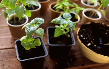 hot pepper seedlings in pots close-up selective focus. spring crops of vegetables.