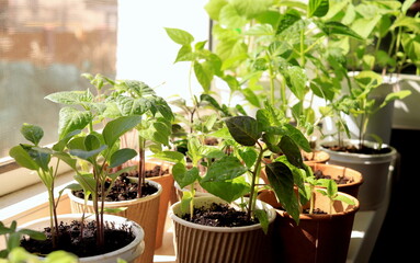 Vegetable seedlings on the windowsill Selective focus. Young tomato, pepper, leek plants frowing in upcycled containers.