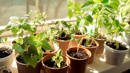 Vegetable seedlings on the windowsill Selective focus. Young tomato, pepper, leek plants frowing in upcycled containers.