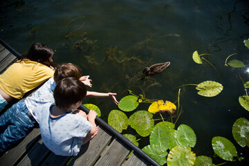 mazurska przyroda, łabędzie na jeziorze, rośliny wodne © Katarzyna Krociel